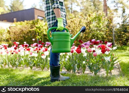 gardening and people concept - close up of man with watering can and tulip flowers at garden. man with watering can and tulip flowers at garden
