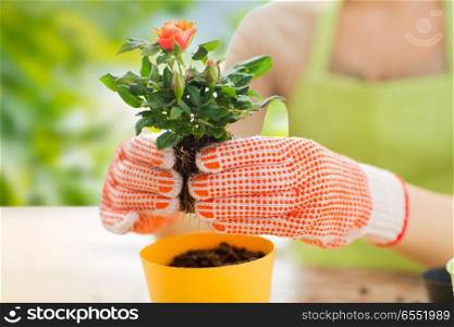 gardening and people concept - close up of woman or gardener hands planting rose to flower pot over green natural background. close up of woman planting rose to flower pot. close up of woman planting rose to flower pot