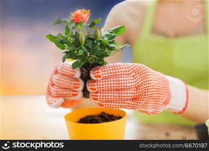 gardening and people concept - close up of woman or gardener hands planting rose to flower pot over sky background. close up of woman planting rose to flower pot. close up of woman planting rose to flower pot