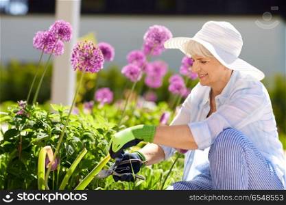 gardening and people concept - happy senior woman with pruner taking care of allium flowers at summer garden. senior woman with garden pruner and allium flowers. senior woman with garden pruner and allium flowers