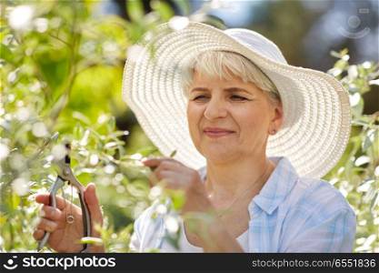 gardening and people concept - happy senior woman with pruner taking care of flowers at summer garden. senior woman with garden pruner and flowers. senior woman with garden pruner and flowers