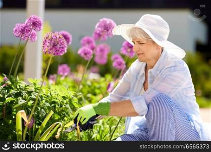 gardening and people concept - happy senior woman with pruner taking care of allium flowers at summer garden. senior woman with garden pruner and allium flowers