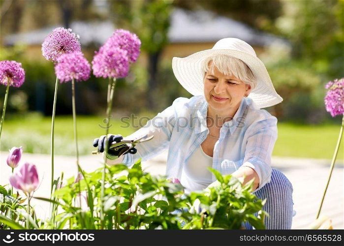 gardening and people concept - happy senior woman with pruner taking care of allium flowers at summer garden. senior woman with garden pruner and allium flowers