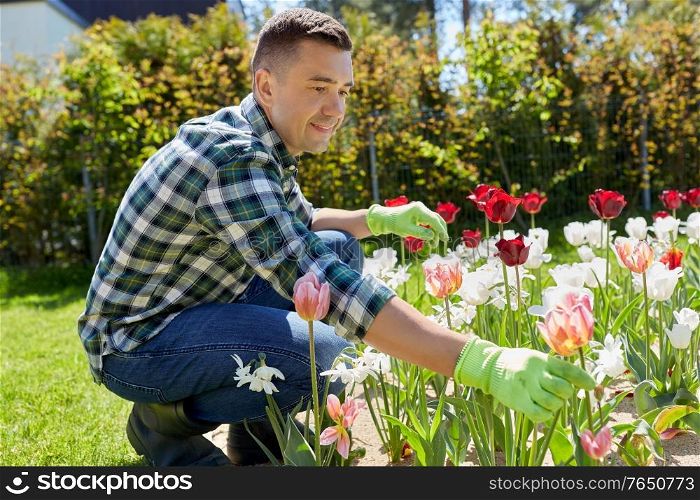 gardening and people concept - happy smiling middle-aged man taking care of tulip flowers at summer garden. middle-aged man taking care of flowers at garden