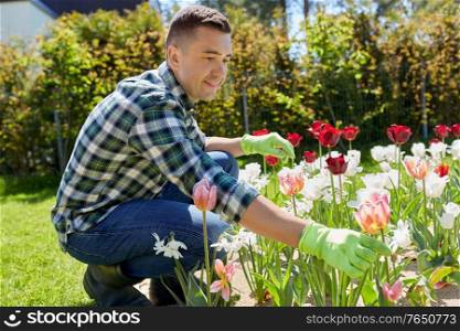 gardening and people concept - happy smiling middle-aged man taking care of tulip flowers at summer garden. middle-aged man taking care of flowers at garden