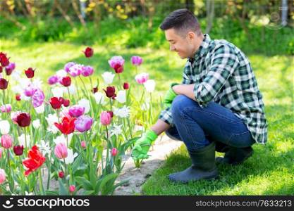 gardening and people concept - happy smiling middle-aged man with pruner taking care of flowers at summer garden. man with pruner taking care of flowers at garden