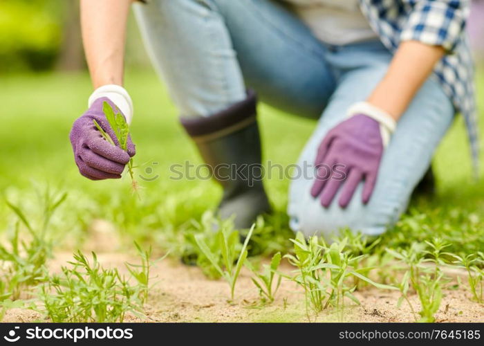 gardening and people concept - happy smiling woman weeding flowerbed at summer garden. woman weeding flowerbed at summer garden