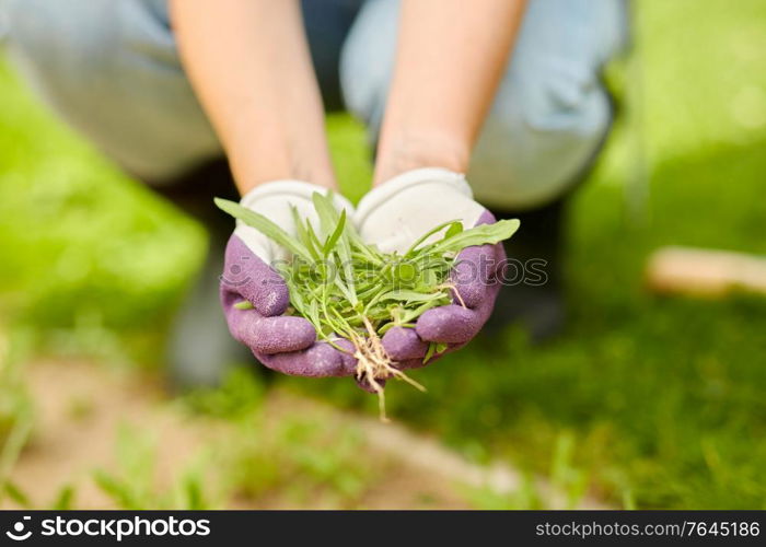 gardening and people concept - happy smiling woman weeding flowerbed at summer garden. woman weeding flowerbed at summer garden