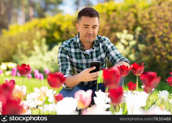 gardening and people concept - middle-aged man with smartphone taking care of flowers at summer garden. middle-aged man with smartphone at flower garden