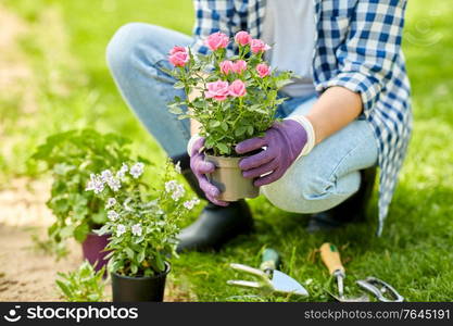 gardening and people concept - woman planting rose flowers at summer garden. woman planting rose flowers at summer garden