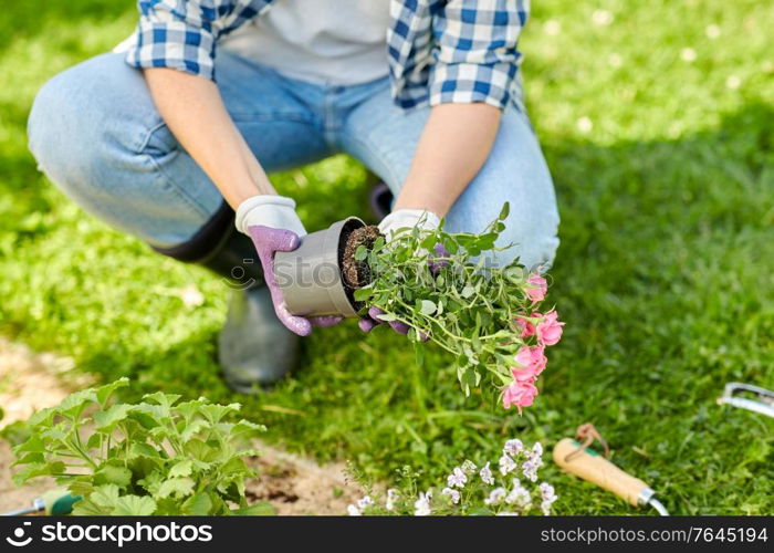 gardening and people concept - woman planting rose flowers at summer garden. woman planting rose flowers at summer garden