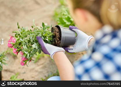 gardening and people concept - woman planting rose flowers at summer garden. woman planting rose flowers at summer garden