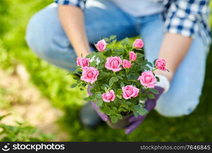 gardening and people concept - woman planting rose flowers at summer garden. woman planting rose flowers at summer garden