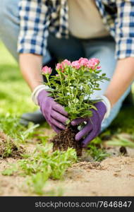 gardening and people concept - woman planting rose flowers at summer garden. woman planting rose flowers at summer garden