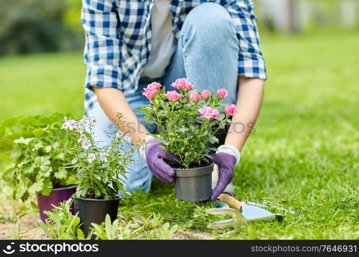 gardening and people concept - woman planting rose flowers at summer garden. woman planting rose flowers at summer garden