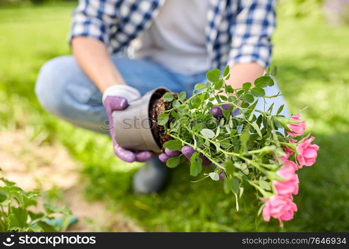 gardening and people concept - woman planting rose flowers at summer garden. woman planting rose flowers at summer garden