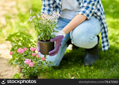 gardening and people concept - woman planting rose flowers at summer garden. woman planting rose flowers at summer garden