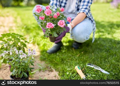 gardening and people concept - woman planting rose flowers at summer garden. woman planting rose flowers at summer garden