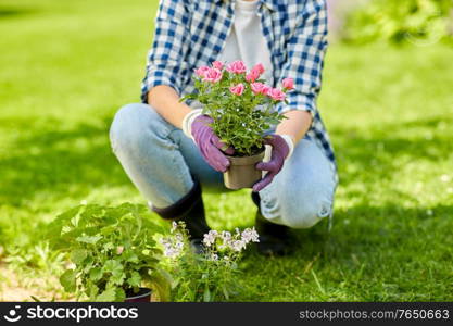 gardening and people concept - woman planting rose flowers at summer garden. woman planting rose flowers at summer garden