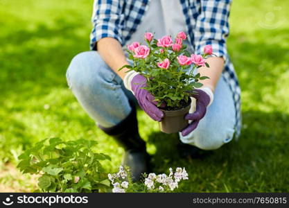 gardening and people concept - woman planting rose flowers at summer garden. woman planting rose flowers at summer garden