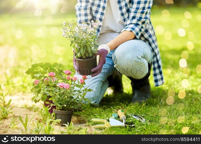 gardening and people concept - woman planting rose flowers at summer garden. woman planting rose flowers at summer garden