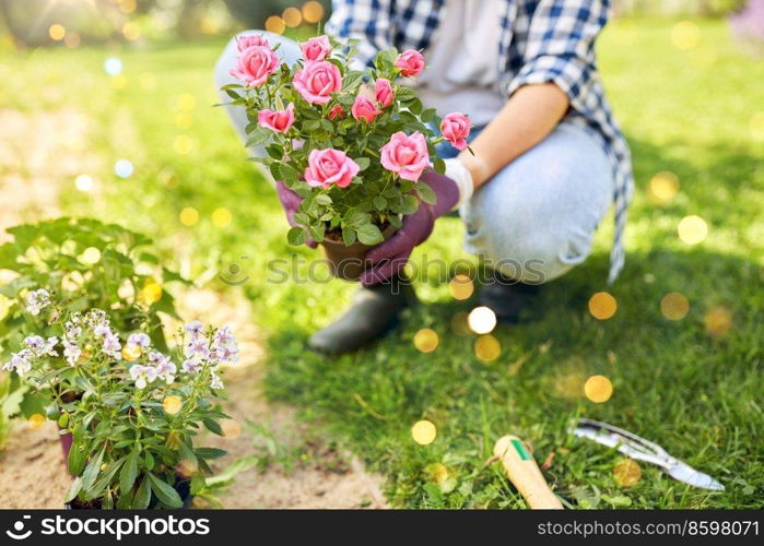 gardening and people concept - woman planting rose flowers at summer garden. woman planting rose flowers at summer garden