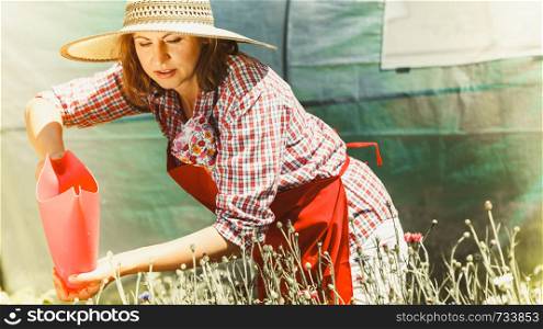 Gardening. Attractive woman in hat red apron working in her backyard garden watering flowers outdoor