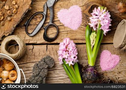 Gardening background with hyacinth flower and bulbs on wooden table. Top view