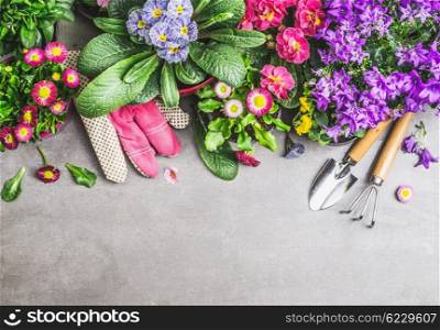 Gardening border with garden tools, gloves ,dirt and various flowers pots on gray stone concrete background, top view, border