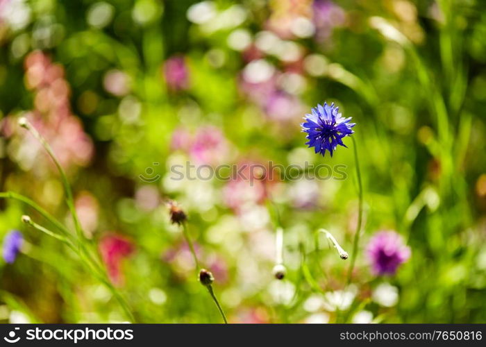 gardening, botany and flora concept - beautiful cornflower in summer garden. beautiful cornflower in summer garden