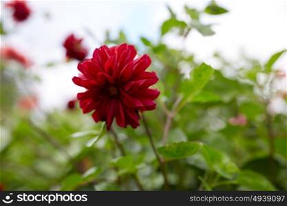 gardening, botany and flora concept - beautiful dahlia flower at summer garden. beautiful dahlia flower at summer garden