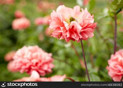 gardening, botany and flora concept - beautiful dahlia flowers at summer garden. beautiful dahlia flowers at summer garden