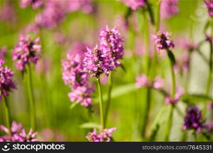 gardening, botany and flora concept - beautiful field flowers blooming in summer garden. beautiful field flowers blooming in summer garden