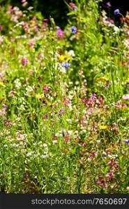 gardening, botany and flora concept - beautiful field flowers in summer garden. beautiful field flowers in summer garden