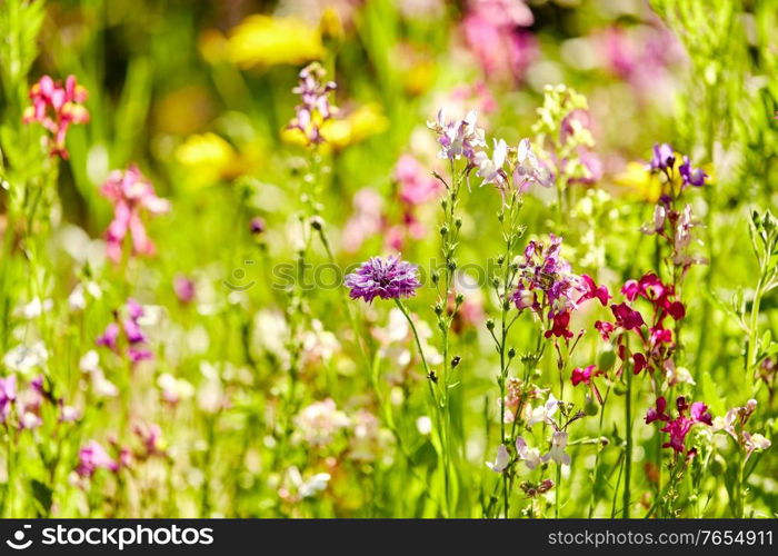 gardening, botany and flora concept - beautiful field flowers in summer garden. beautiful field flowers in summer garden