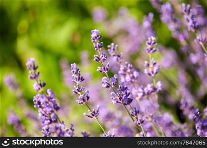 gardening, botany and flora concept - beautiful lavender flowers blooming in summer garden. beautiful lavender flowers in summer garden
