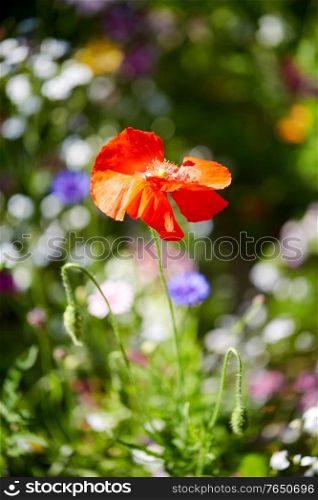 gardening, botany and flora concept - beautiful poppy flower in summer garden. beautiful poppy flower in summer garden