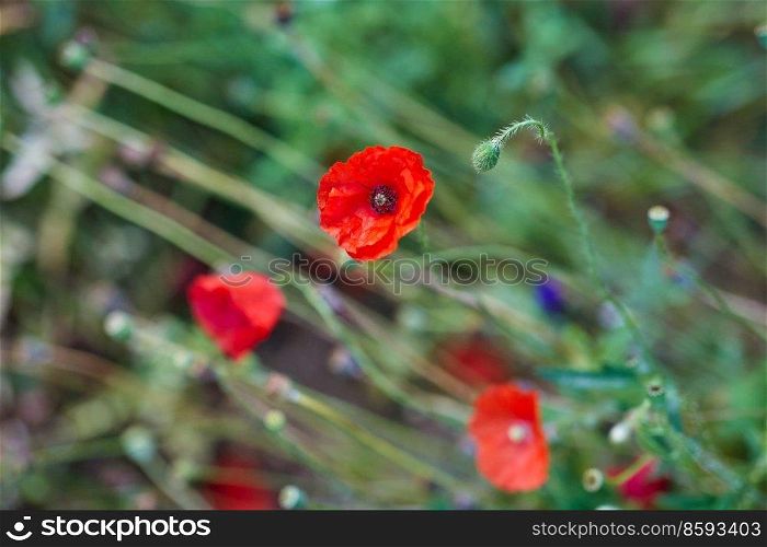 gardening, botany and flora concept - beautiful poppy flowers in summer garden. beautiful poppy flowers in summer garden