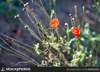 gardening, botany and flora concept - beautiful poppy flowers in summer garden. beautiful poppy flowers in summer garden