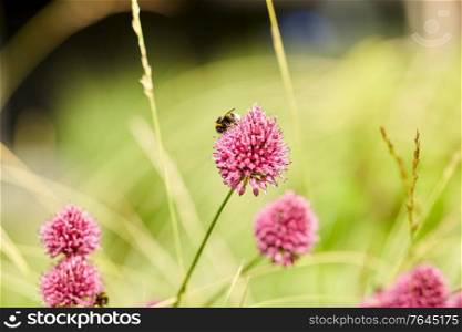 gardening, botany and flora concept - bee pollinating beautiful field flowers blooming in summer garden. bee pollinating flowers blooming in summer garden