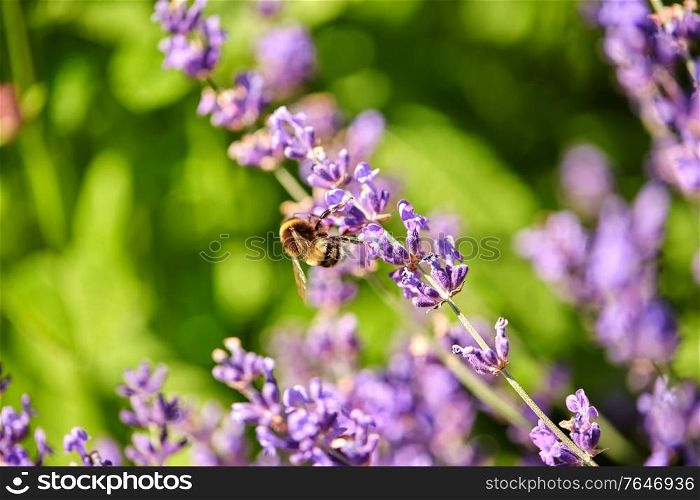 gardening, botany and flora concept - bee pollinating beautiful lavender flowers blooming in summer garden. bee pollinating lavender flowers in summer garden