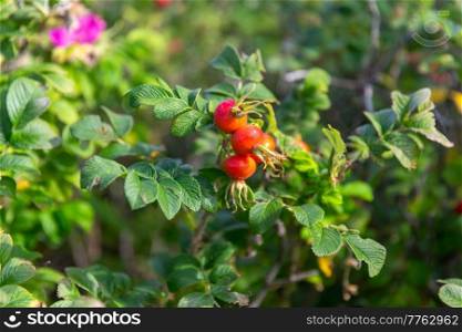 gardening, botany and flora concept - dogrose bush with berries at summer garden. dogrose bush with berries at summer garden