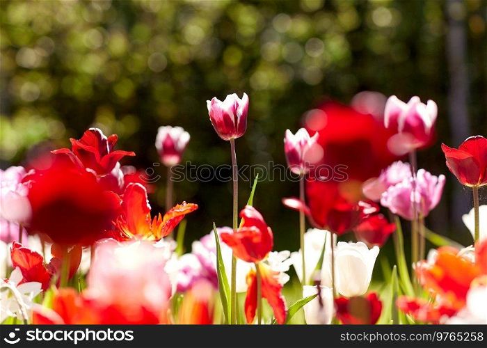 gardening, botany and nature concept - close up of beautiful tulip flowers at summer garden. close up of tulip flowers at summer garden