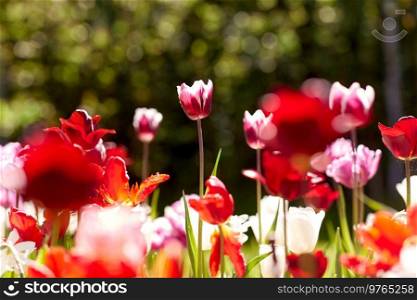 gardening, botany and nature concept - close up of beautiful tulip flowers at summer garden. close up of tulip flowers at summer garden