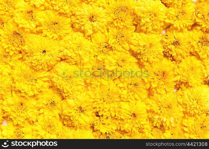 gardening, botany, floristry, texture and flora concept - beautiful chrysanthemums flowers