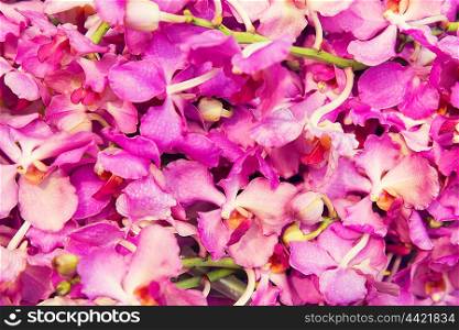 gardening, botany, texture and flora concept - beautiful orchid flowers