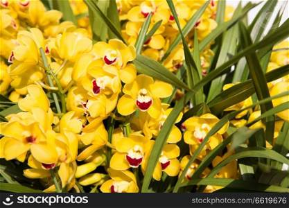 gardening, botany, texture and flora concept - beautiful yellow orchid flowers. beautiful yellow orchid flowers