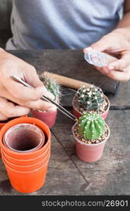 Gardening cactus in pot plant on wooden table