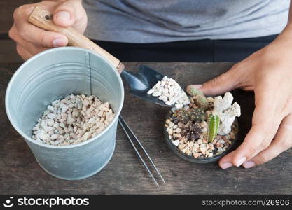 Gardening cactus in pot plant on wooden table