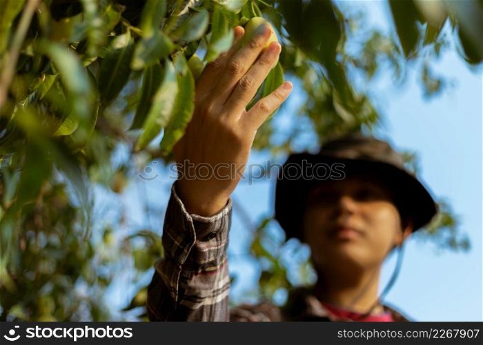 Gardening concept a male gardener looking at a fruit checking size, color, and quality before harvest season.
